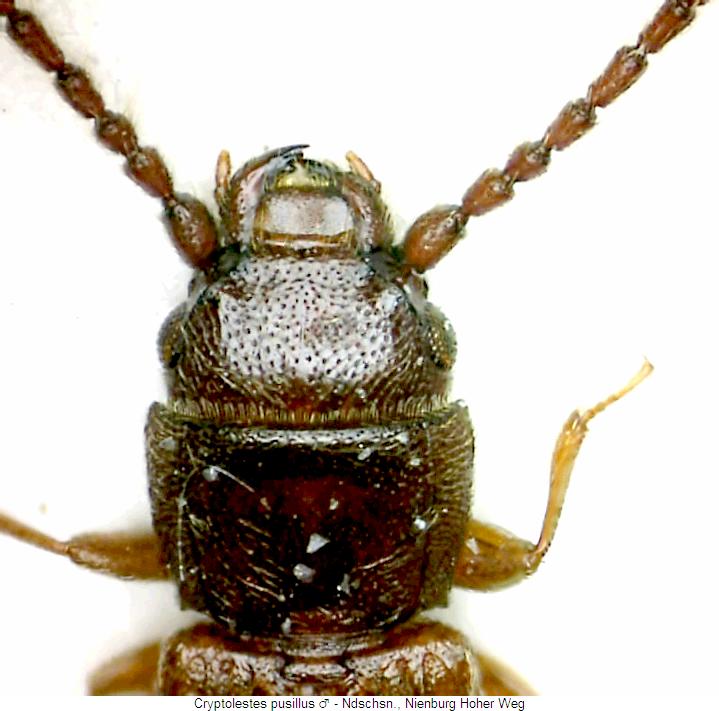 cryptolestes_pusillus_vk.jpg