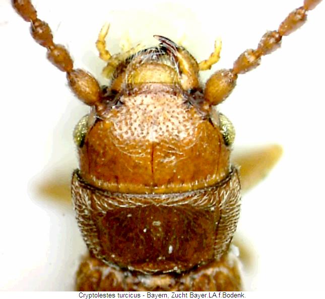 cryptolestes_turcicus_vk.jpg