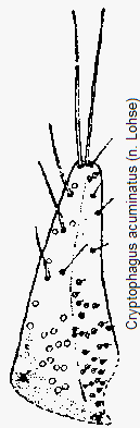 cryptophagus_acuminatus.gif