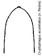 cryptophagus_acuminatus_aed.gif
