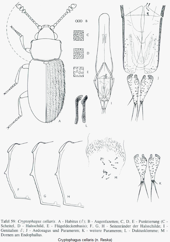 cryptophagus_cellaris_hab.gif