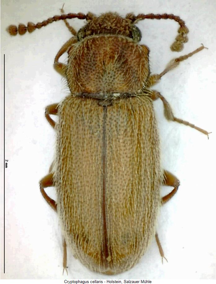cryptophagus_cellaris_hab.jpg