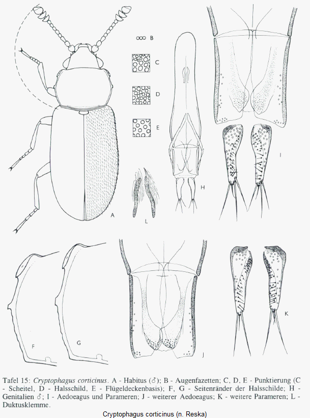cryptophagus_corticinus_hab.gif