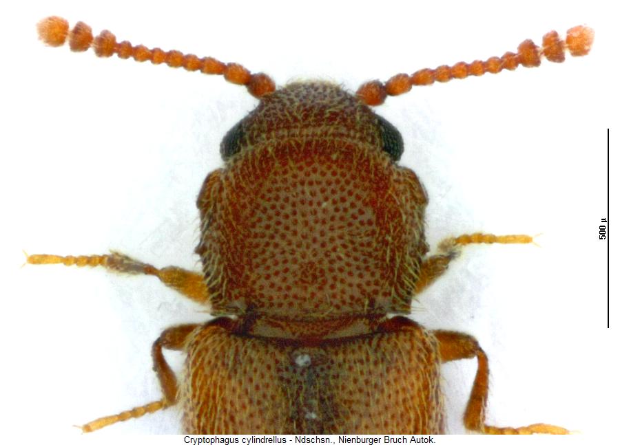 cryptophagus_cylindrellus_vk.jpg