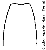 cryptophagus_dentatus_aed.gif