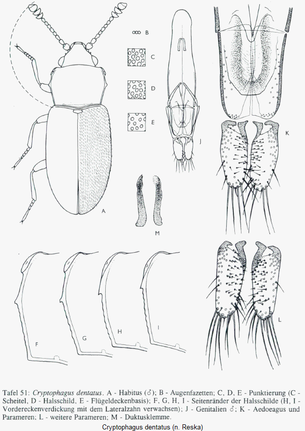 cryptophagus_dentatus_hab.gif