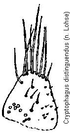 cryptophagus_distinguendus_pm.gif