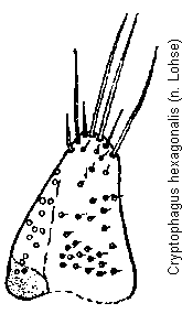 cryptophagus_hexagonalis_pm.gif