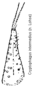 cryptophagus_intermedius_pm.gif