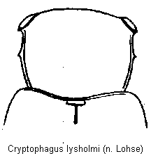 cryptophagus_lysholmi_vk.gif