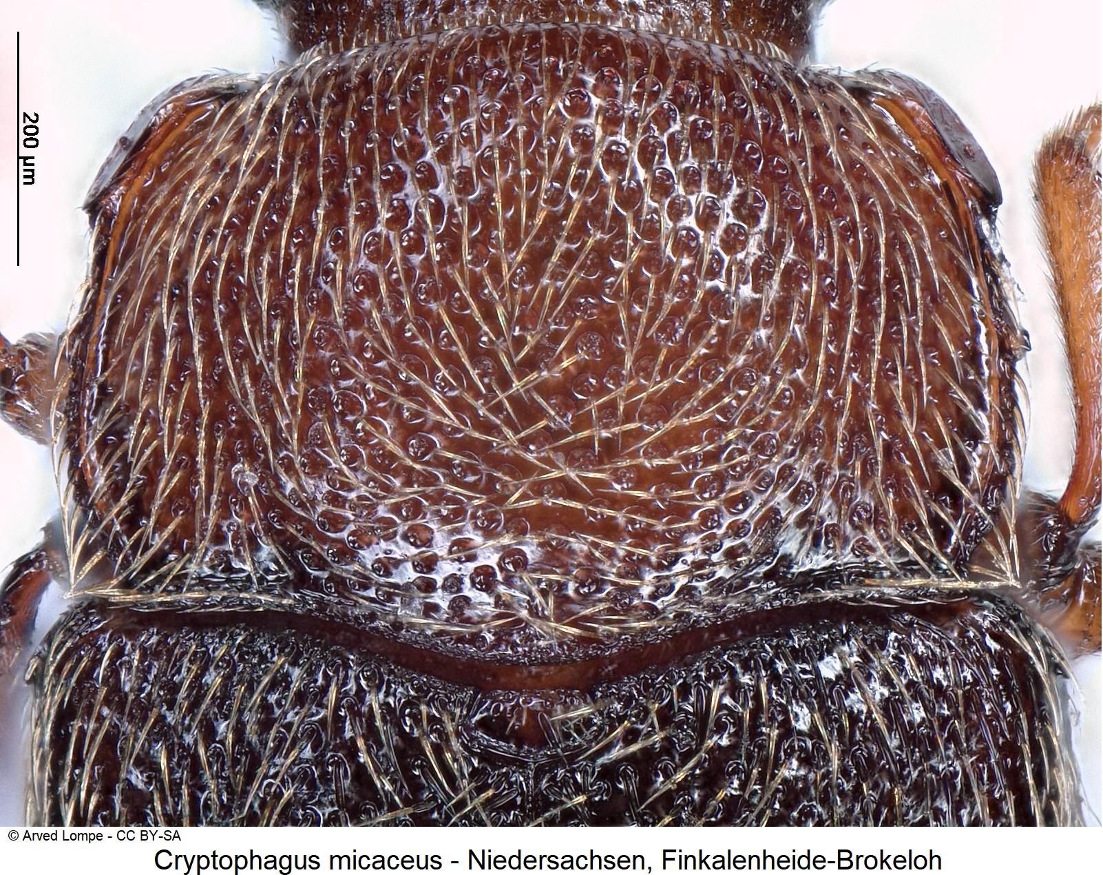 cryptophagus_micaceus_ck36027127_hsch.jpg