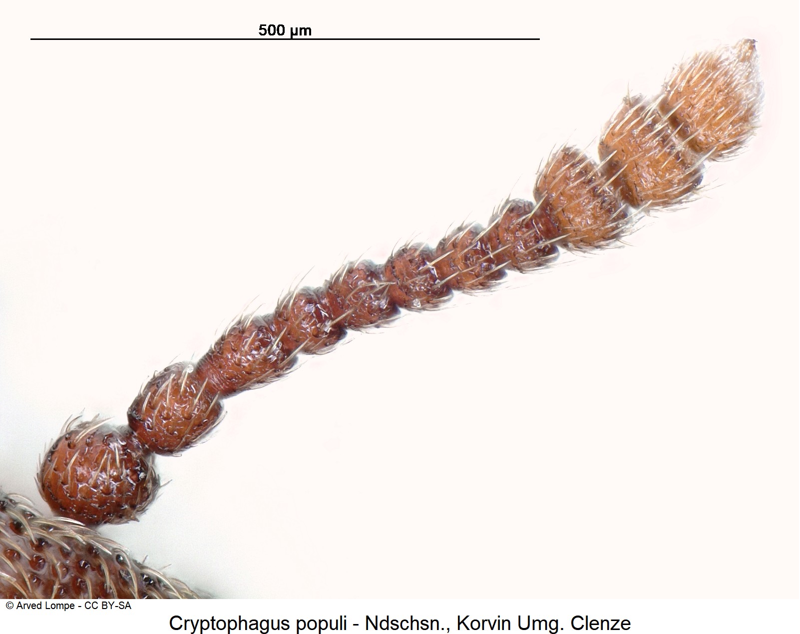 cryptophagus_populi_ck8388_f.jpg