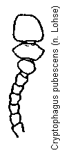 cryptophagus_pubescens_f.gif