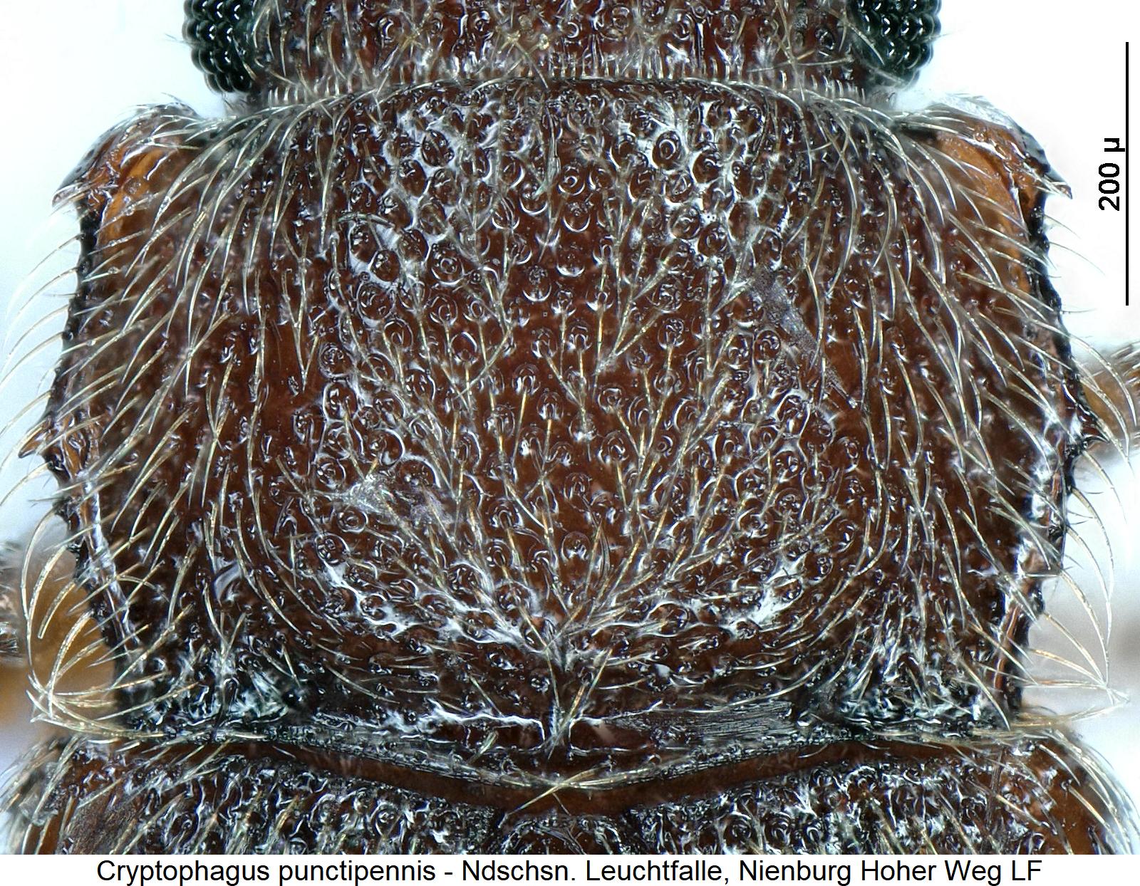 cryptophagus_punctipennis_hsch1.jpg