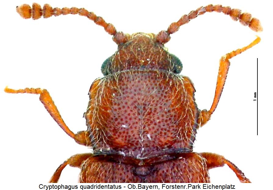 cryptophagus_quadridentatus_vk.jpg