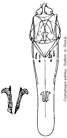 cryptophagus_reflexus_b.gif