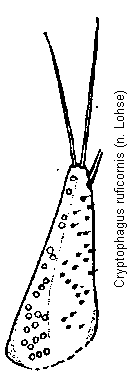 cryptophagus_ruficornis_pm.gif