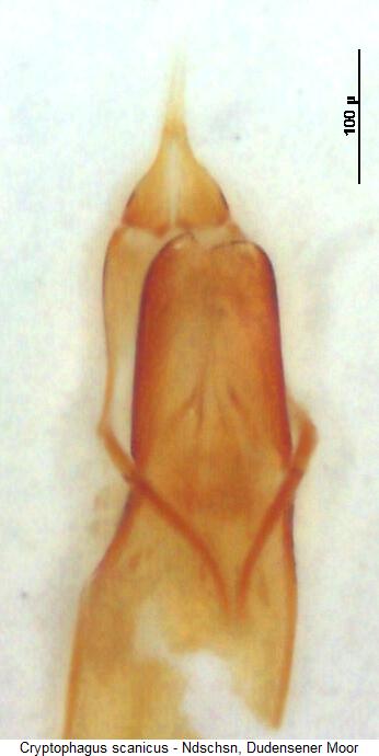 cryptophagus_scanicus.jpg