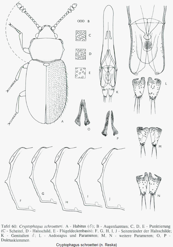 cryptophagus_schroetteri_hab.gif