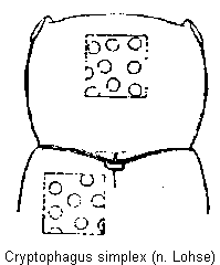 cryptophagus_simplex_vk.gif