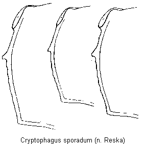 cryptophagus_sporadum_hsch.gif
