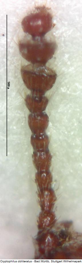 cryptophilus_obliteratus_f.jpg