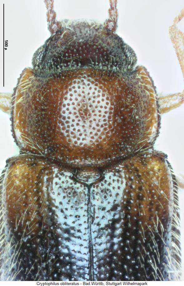 cryptophilus_obliteratus_vk.jpg