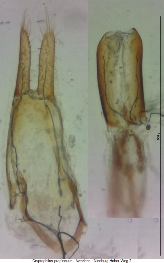 cryptophilus_propinquus.jpg