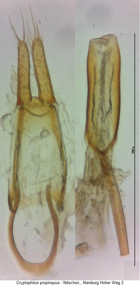 cryptophilus_propinquus3.jpg
