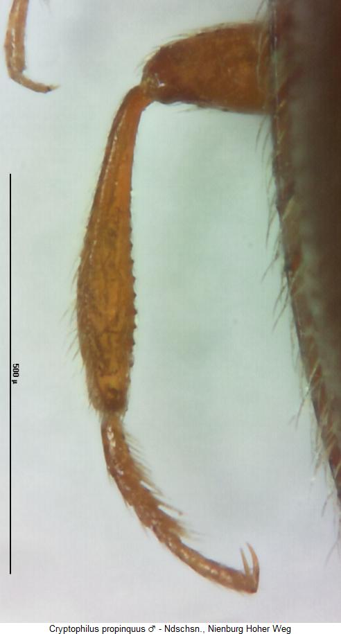 cryptophilus_propinquus_hschn.jpg