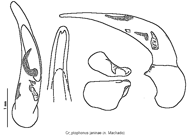 cryptophonus_janinae.gif