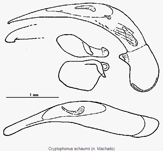 cryptophonus_schaumii.gif