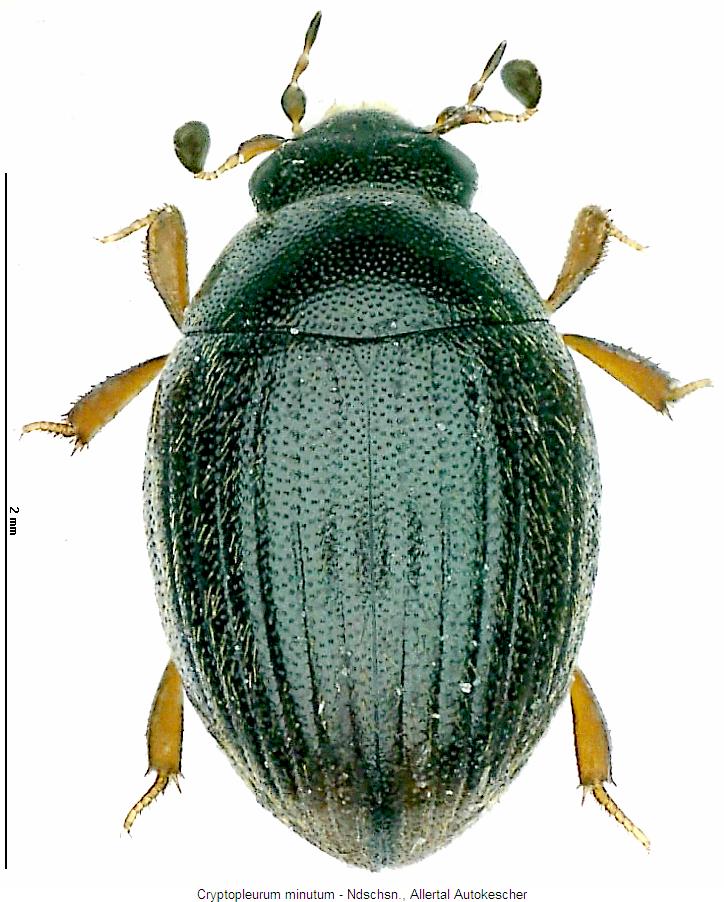 cryptopleurum_minutum_hab.jpg