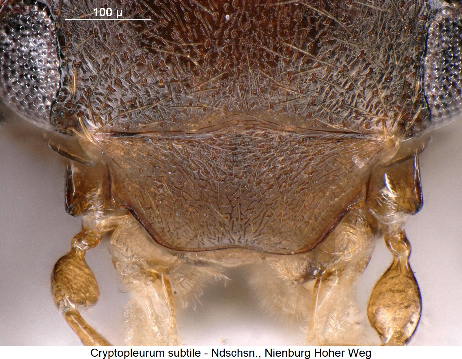 cryptopleurum_subtile_k1.jpg