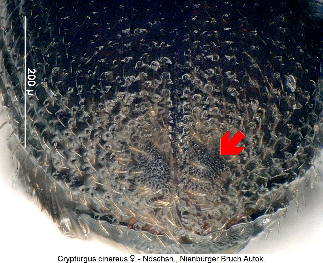 crypturgus_cinereus_w_dec.jpg