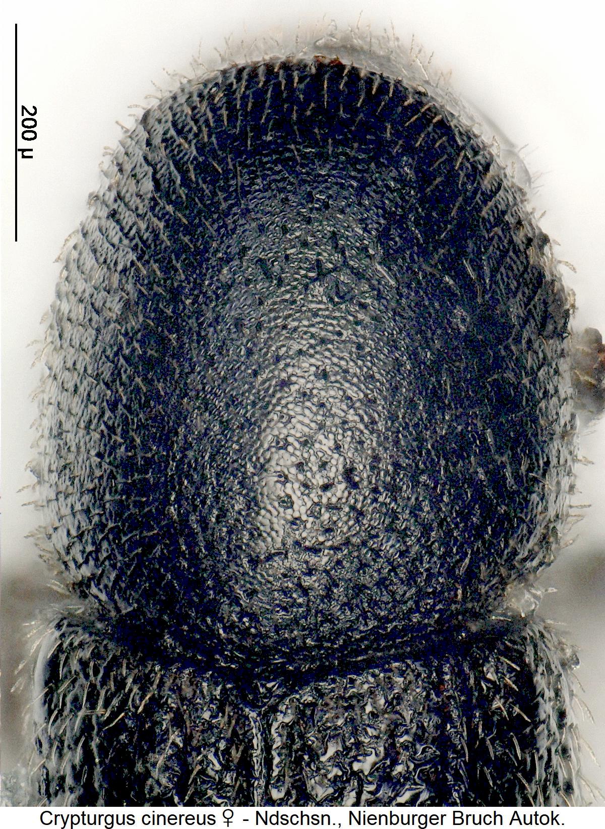 crypturgus_cinereus_w_hsch.jpg