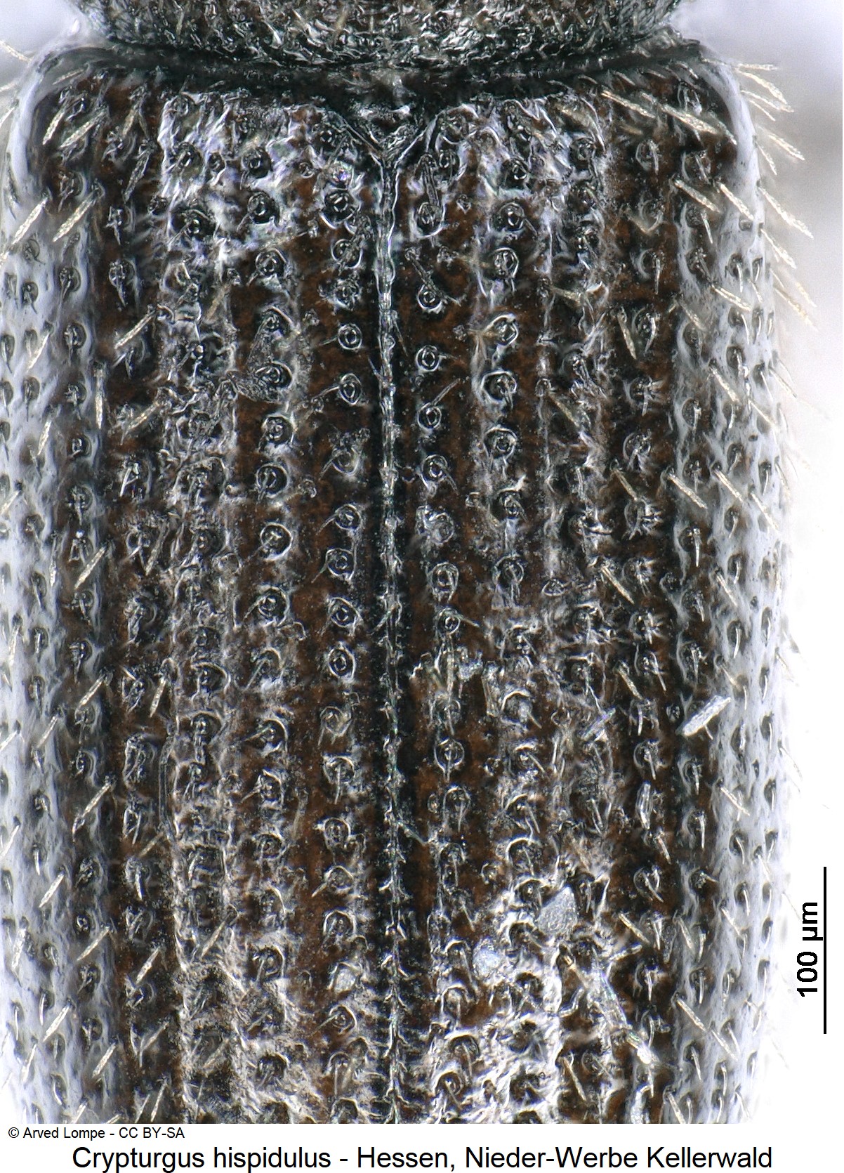 crypturgus_hispidulus_ck34307036_fld.jpg
