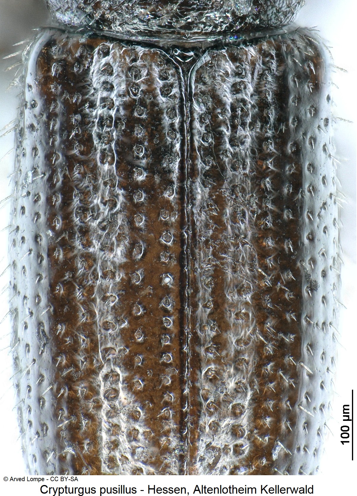crypturgus_pusillus_ck34307034_fld.jpg