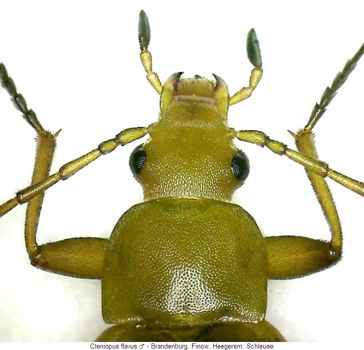 cteniopus_flavus_vk.jpg