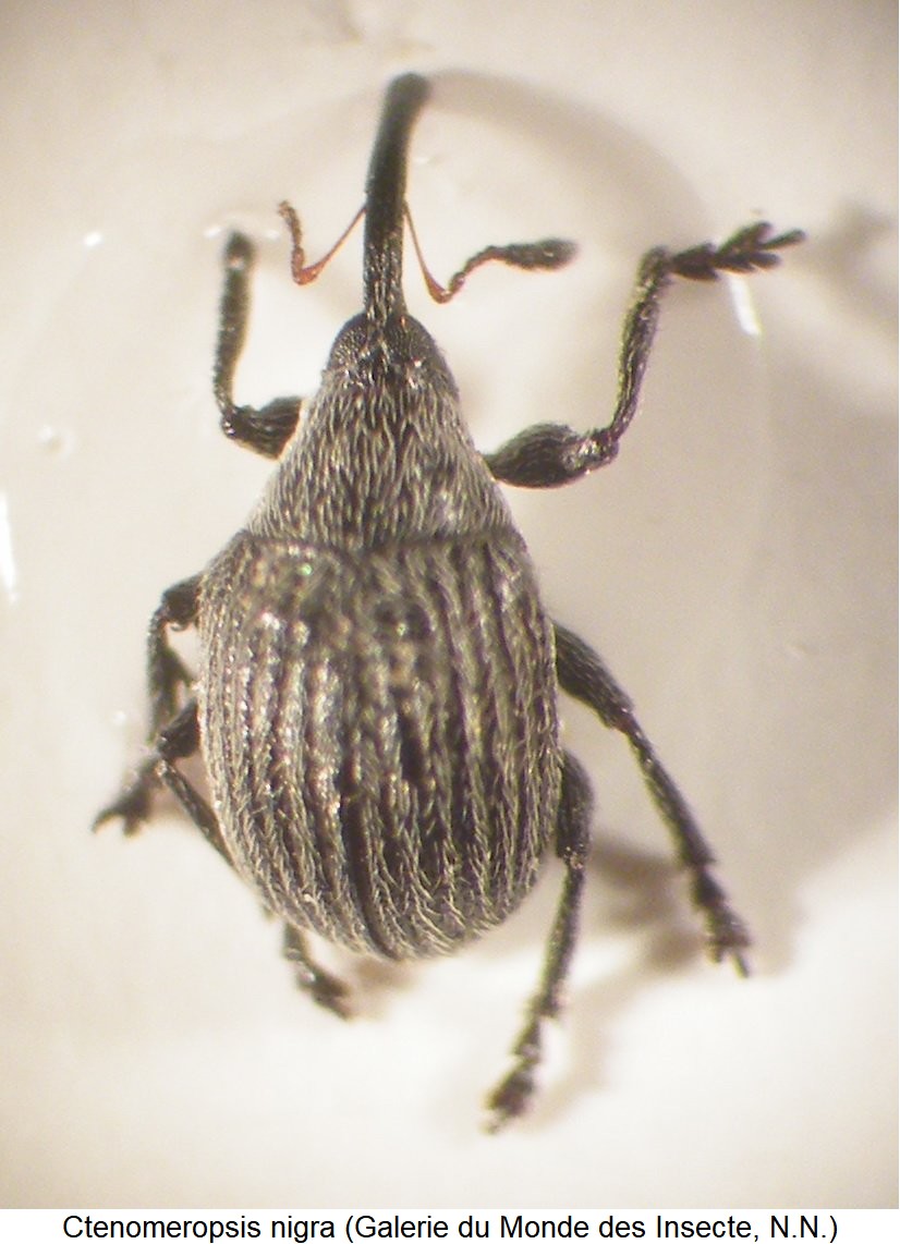 ctenomeropsis_nigra_hab.jpg