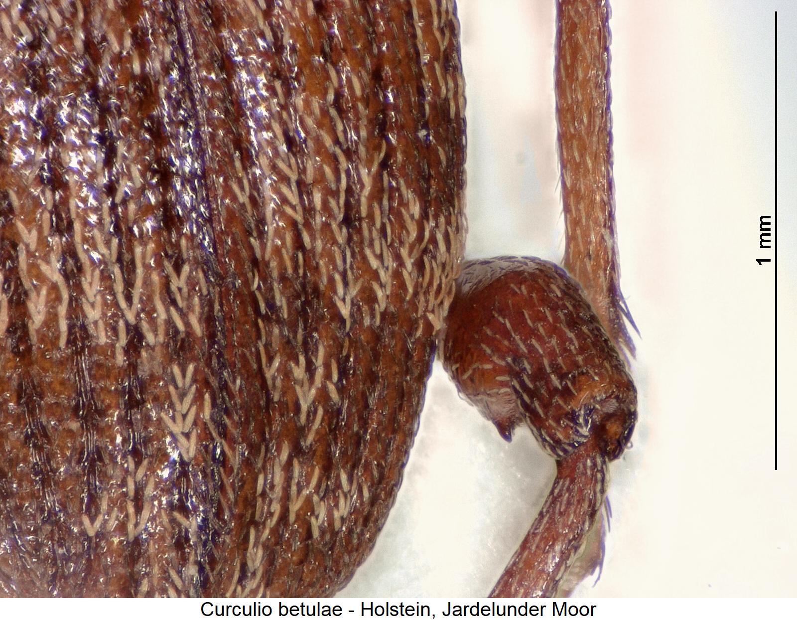 curculio_betulae_hschl.jpg