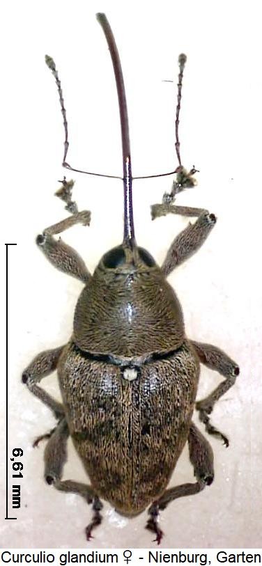 curculio_glandium_hab.jpg