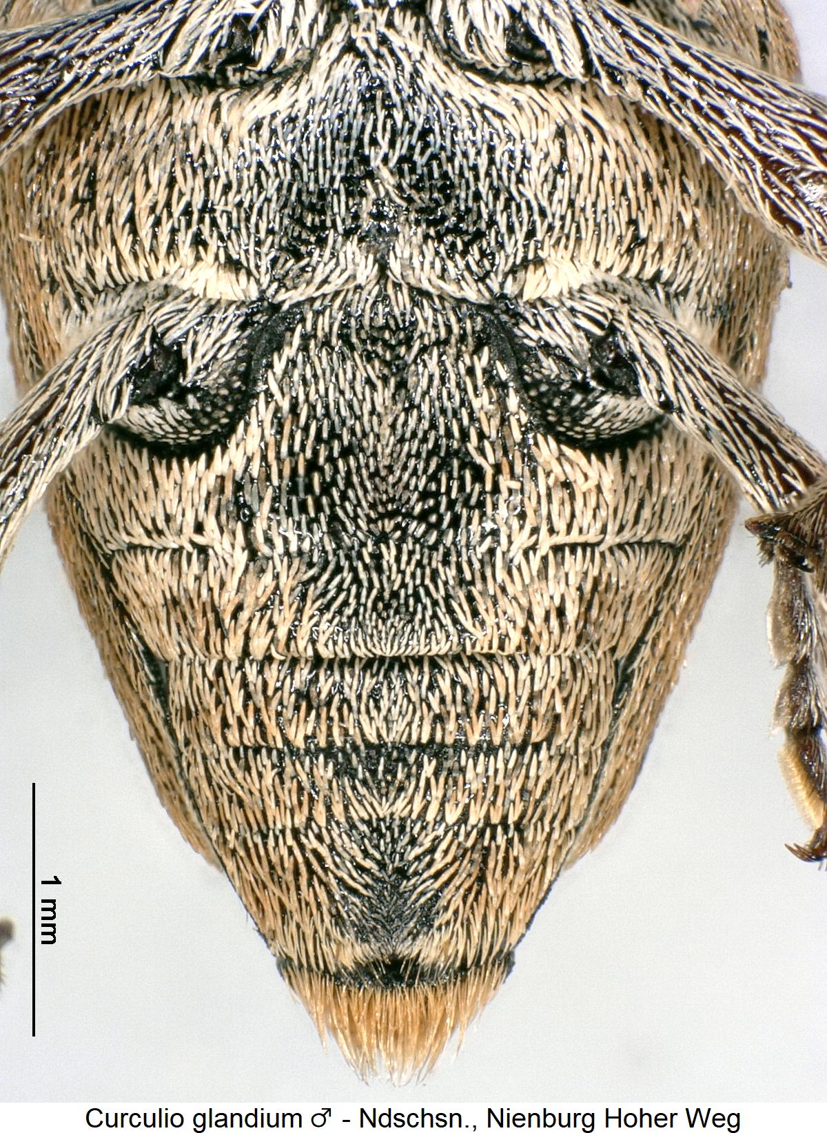curculio_glandium_m_us.jpg