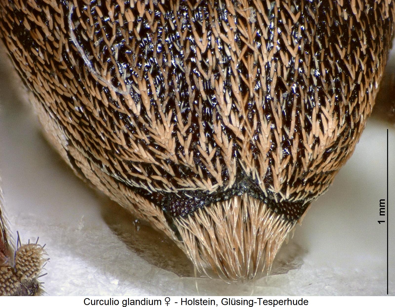 curculio_glandium_w_pyg.jpg