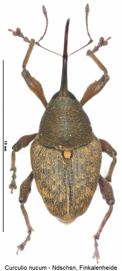 curculio_nucum_hab.jpg