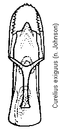 curelius_exiguus.gif
