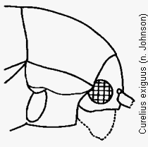 curelius_exiguus_k.gif