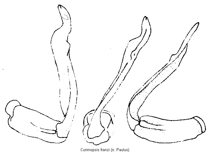 curimopsis_franzi.gif