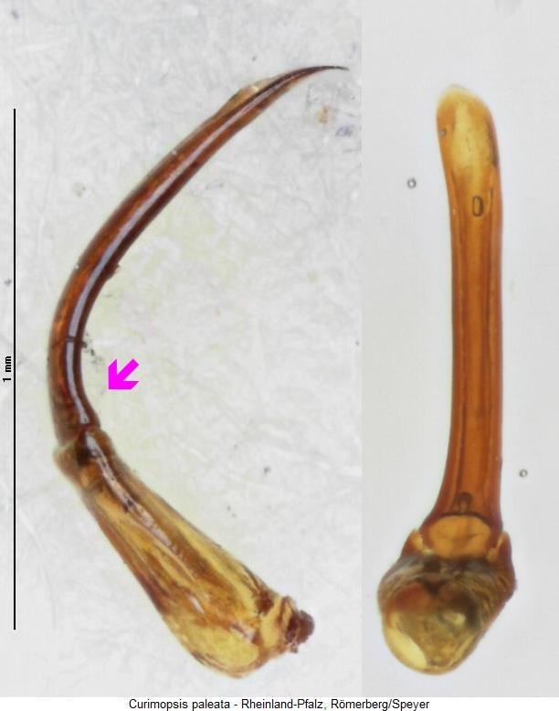 curimopsis_paleata2.jpg