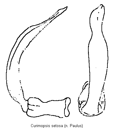 curimopsis_setosa.gif